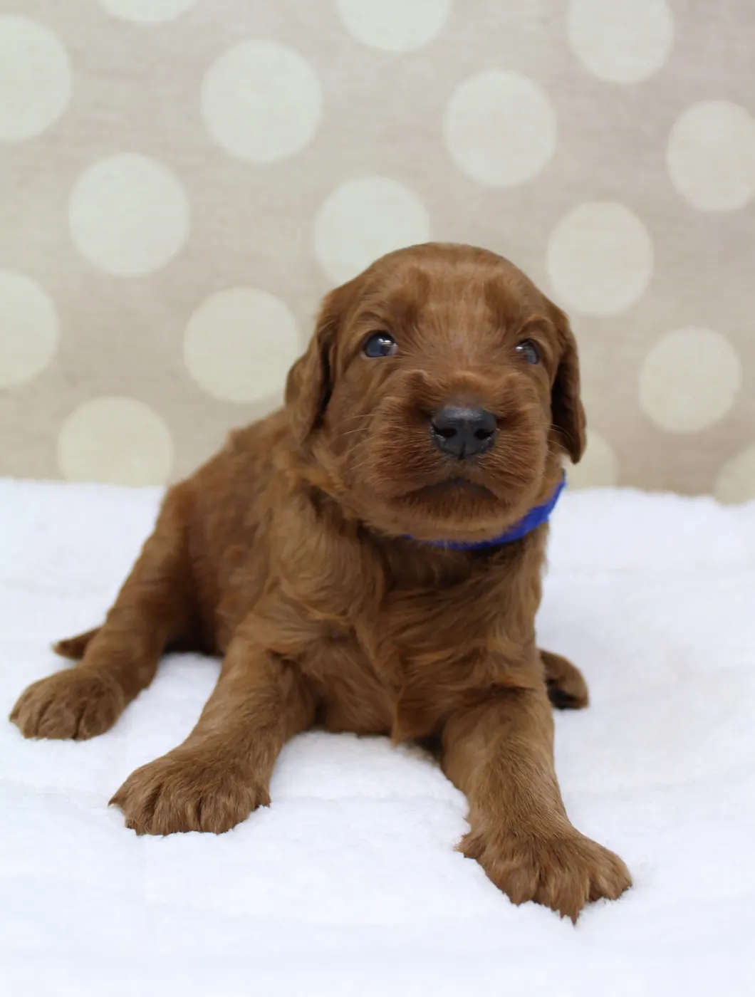 Bella and Gunner’s Bumble Bee puppies are home