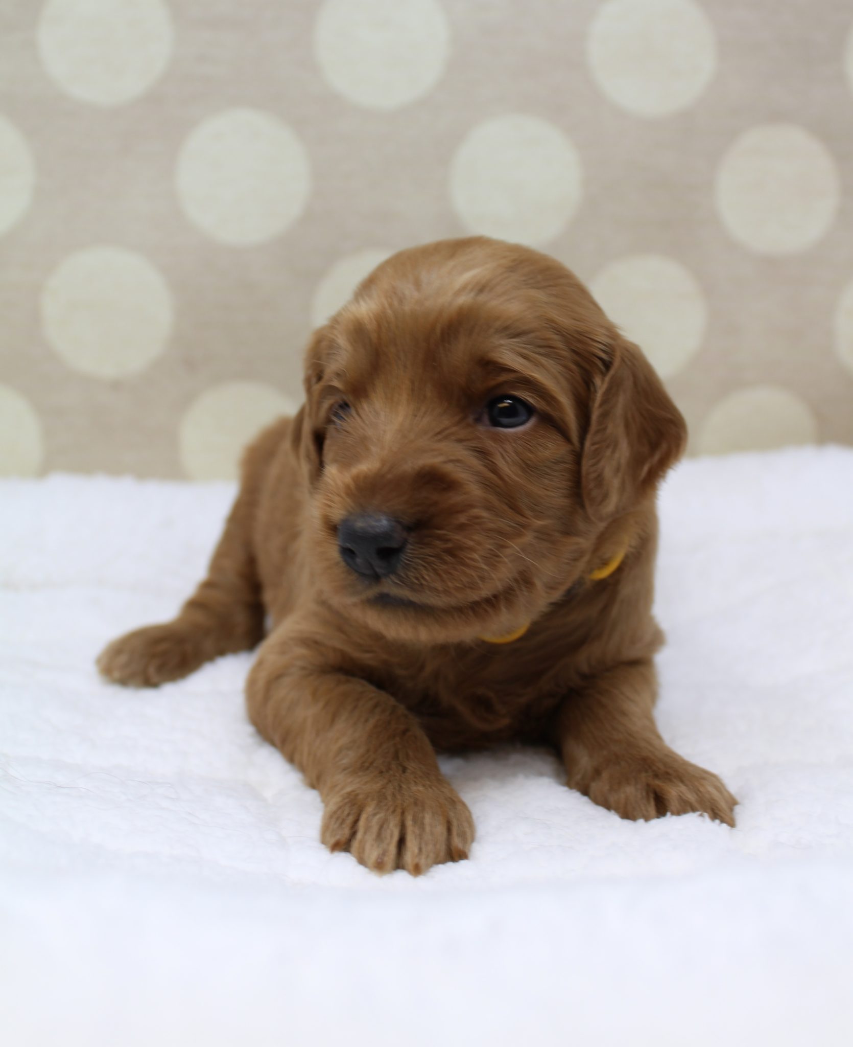 Bella and Gunner’s Bumble Bee puppies are home