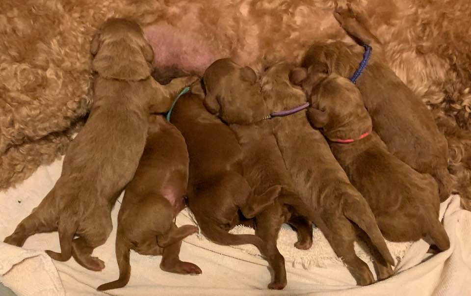 Bella and Gunner’s Bumble Bee puppies are home