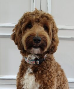 Stevie, parent dog