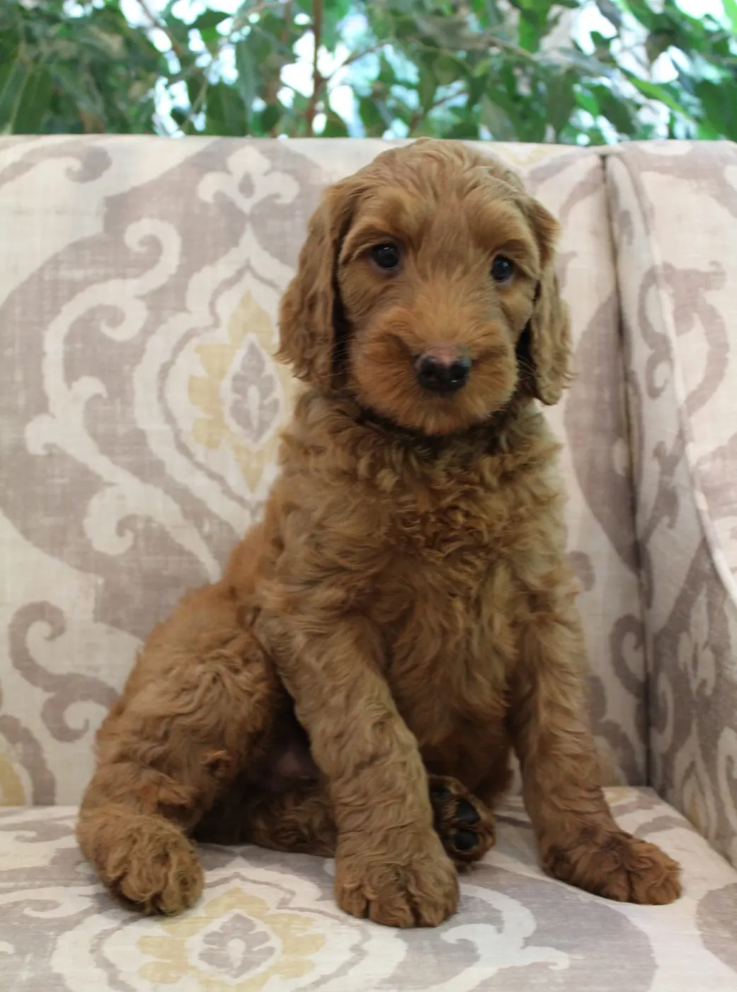 Bella and Gunner’s Bumble Bee puppies are home