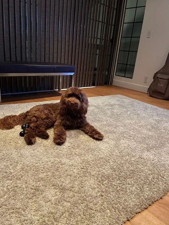 Oregon labradoodle puppies reviews