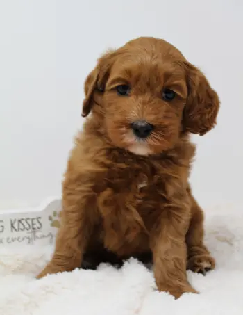 Six weeks Madeline 2