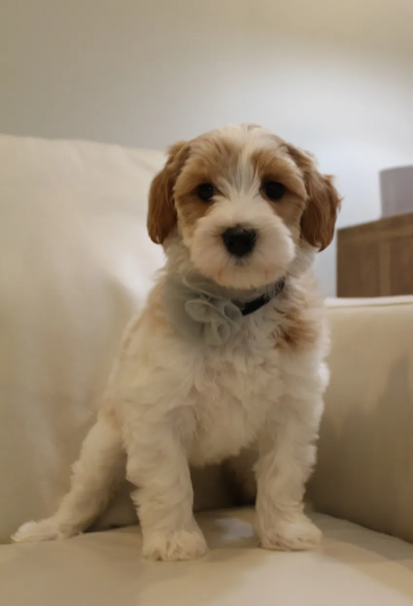 Clara Jane and Bear’s pups are home