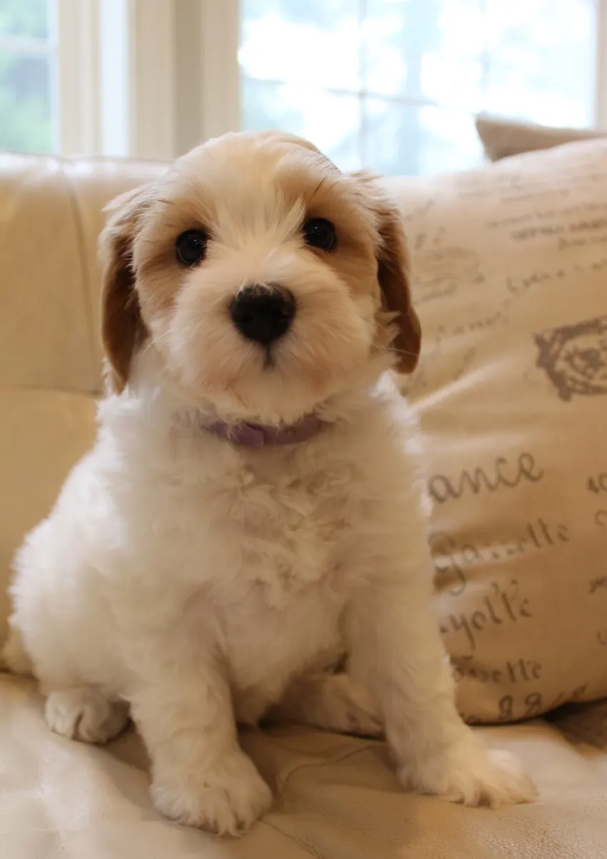 Clara Jane and Bear’s pups are home