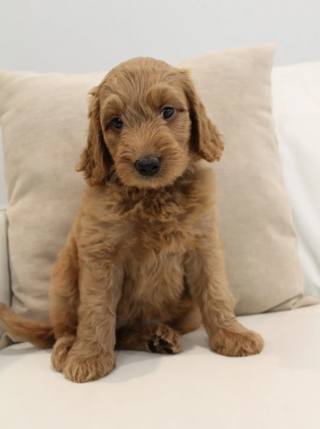 Bella and Gunner’s Bumble Bee puppies are home