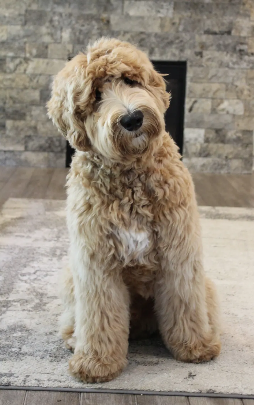 Photo Galley of Valley Vineyard Labradoodles