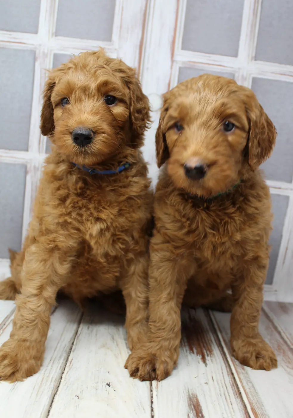 Bella and Gunner’s Bumble Bee puppies are home