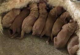 Oregon labradoodle breeders