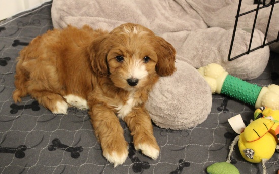 Eight weeks pup 2