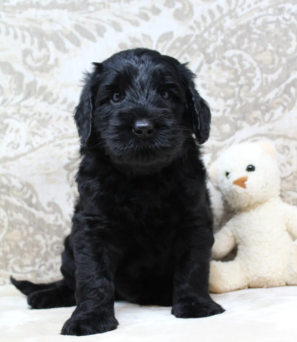 Oregon labradoodle puppies now