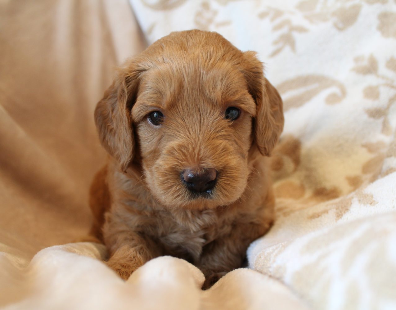 Portland Salem Oregon labradoodle breeders