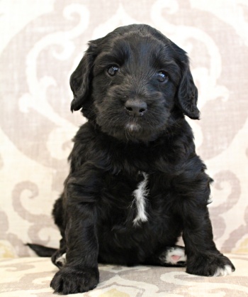 Oregon labradoodles
