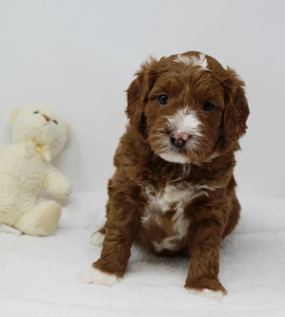 Gretel and Gunner’s puppies are home