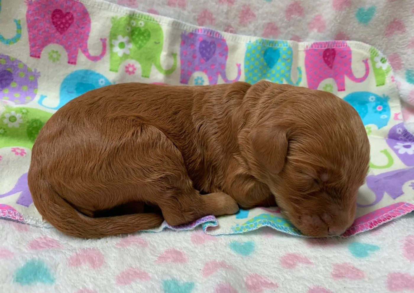 Bella and Gunner’s Bumble Bee puppies are home