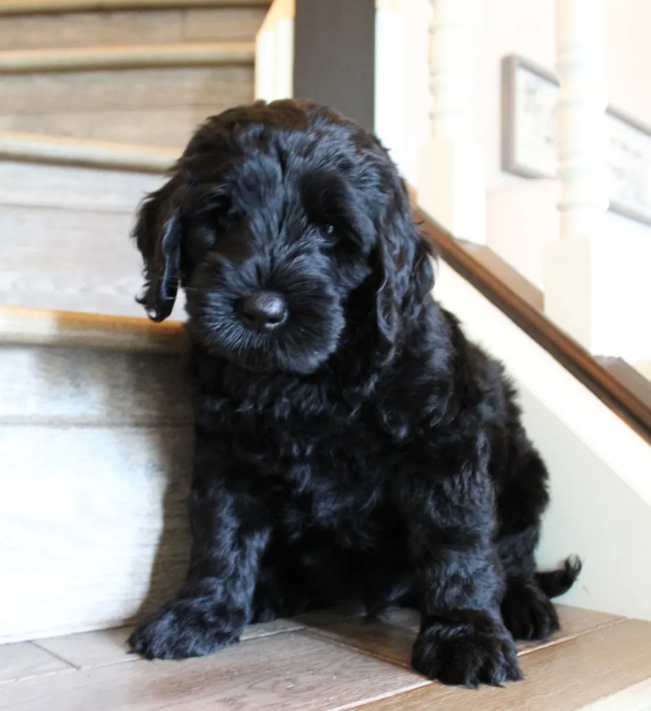 Gracie and Barkley’s litter is home