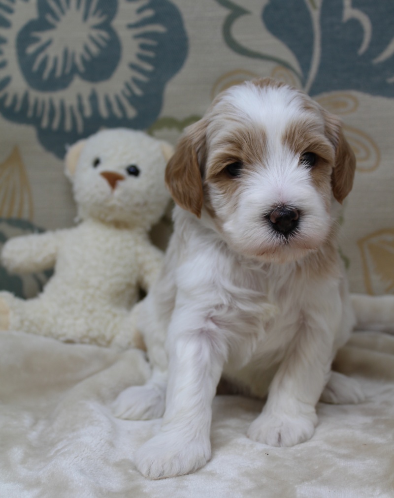 Clara Jane and Bear’s pups are home