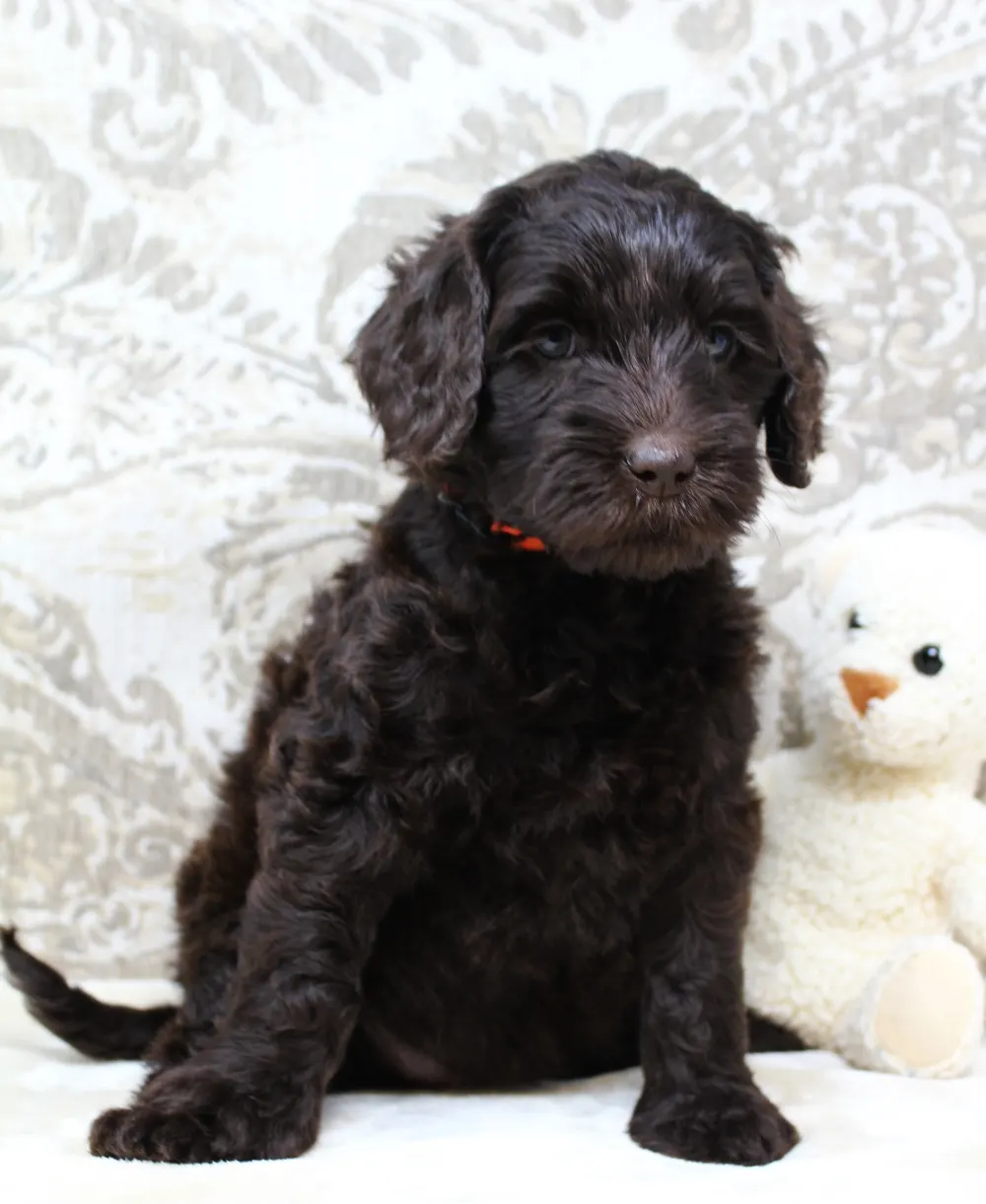 Gracie and Barkley’s litter is home