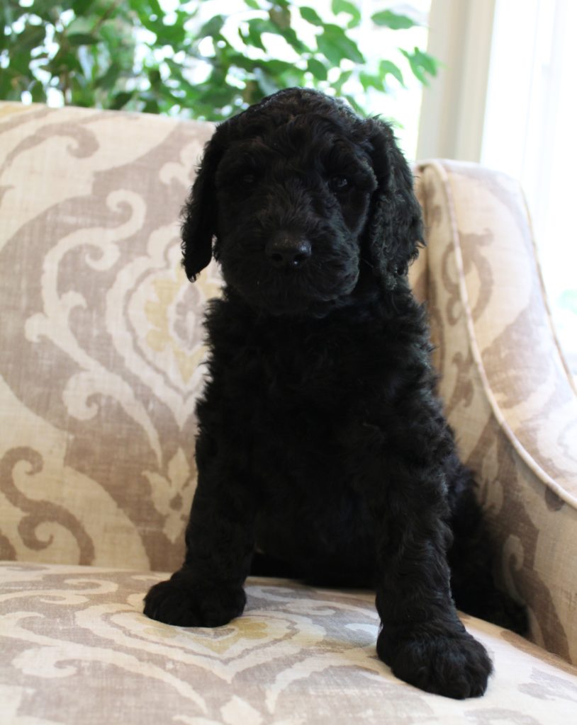 Lizzy and Basil’s pups went home