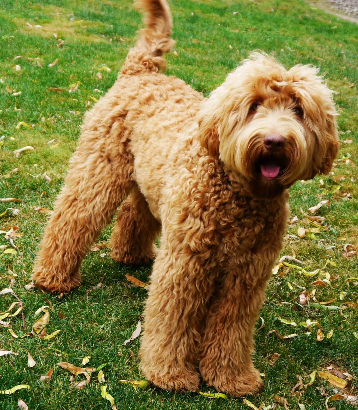Valley Vineyard Labradoodle