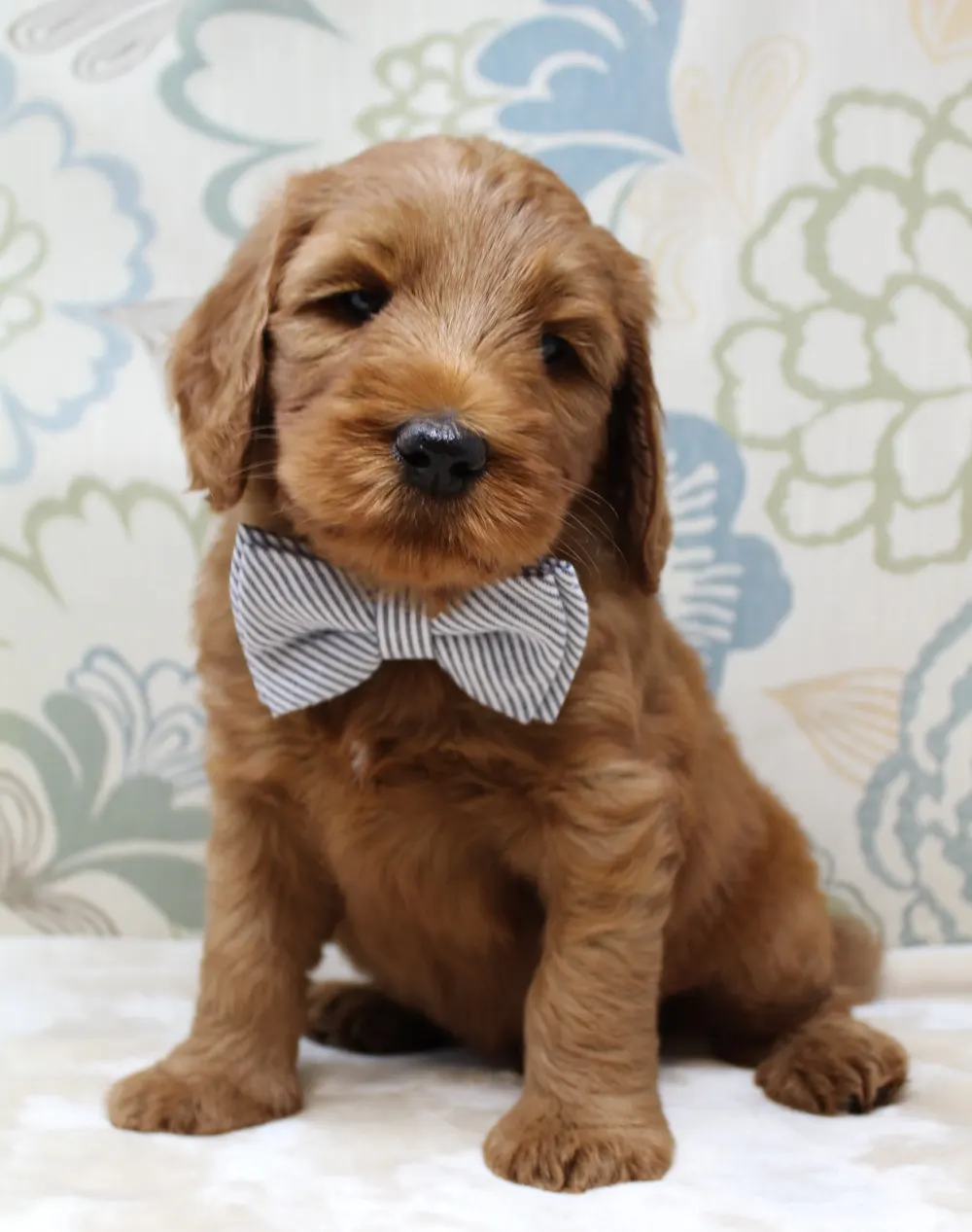 Gracie and Barkley’s litter is home