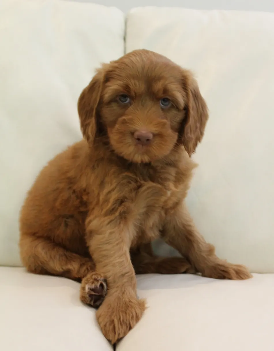 large black labradoodle puppies Oregon