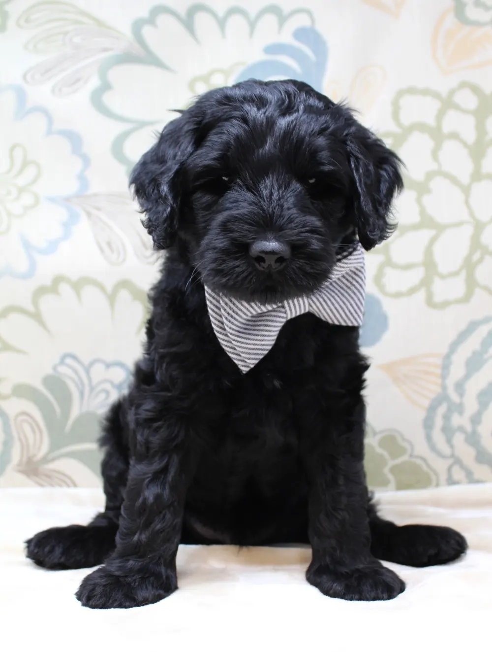 Oregon labradoodle puppies now