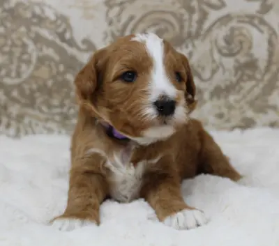 Three weeks Ally 2