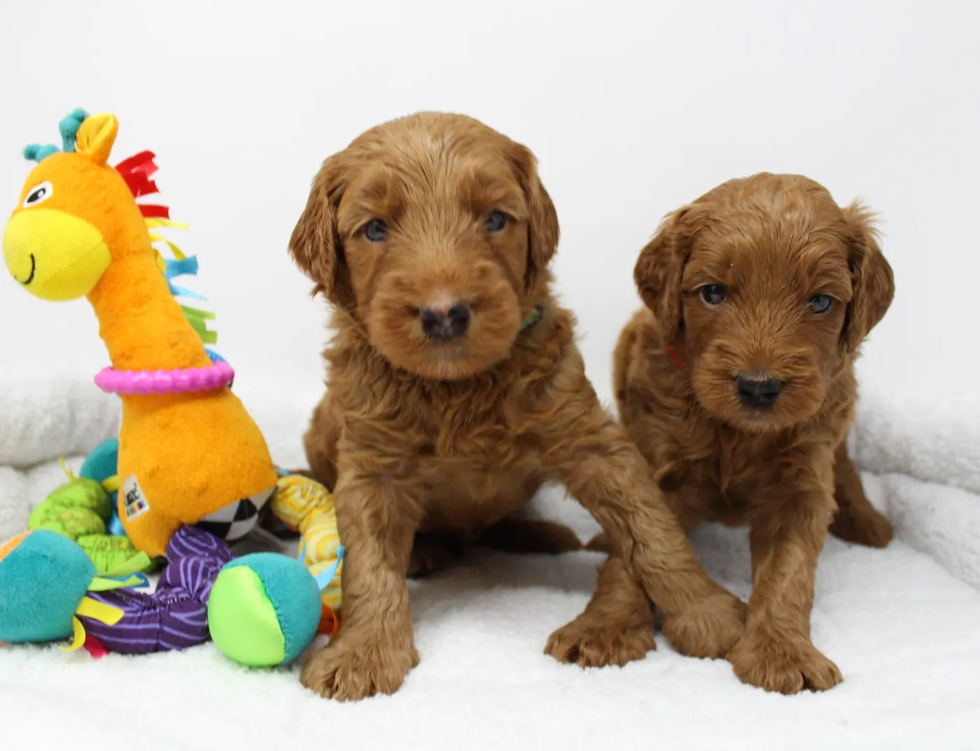 Bella and Gunner’s Bumble Bee puppies are home