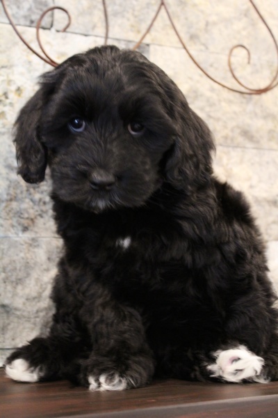 Kylie and Nelson's puppies are ready for home