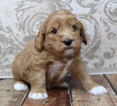 Puppy Culture puppies labradoodles now