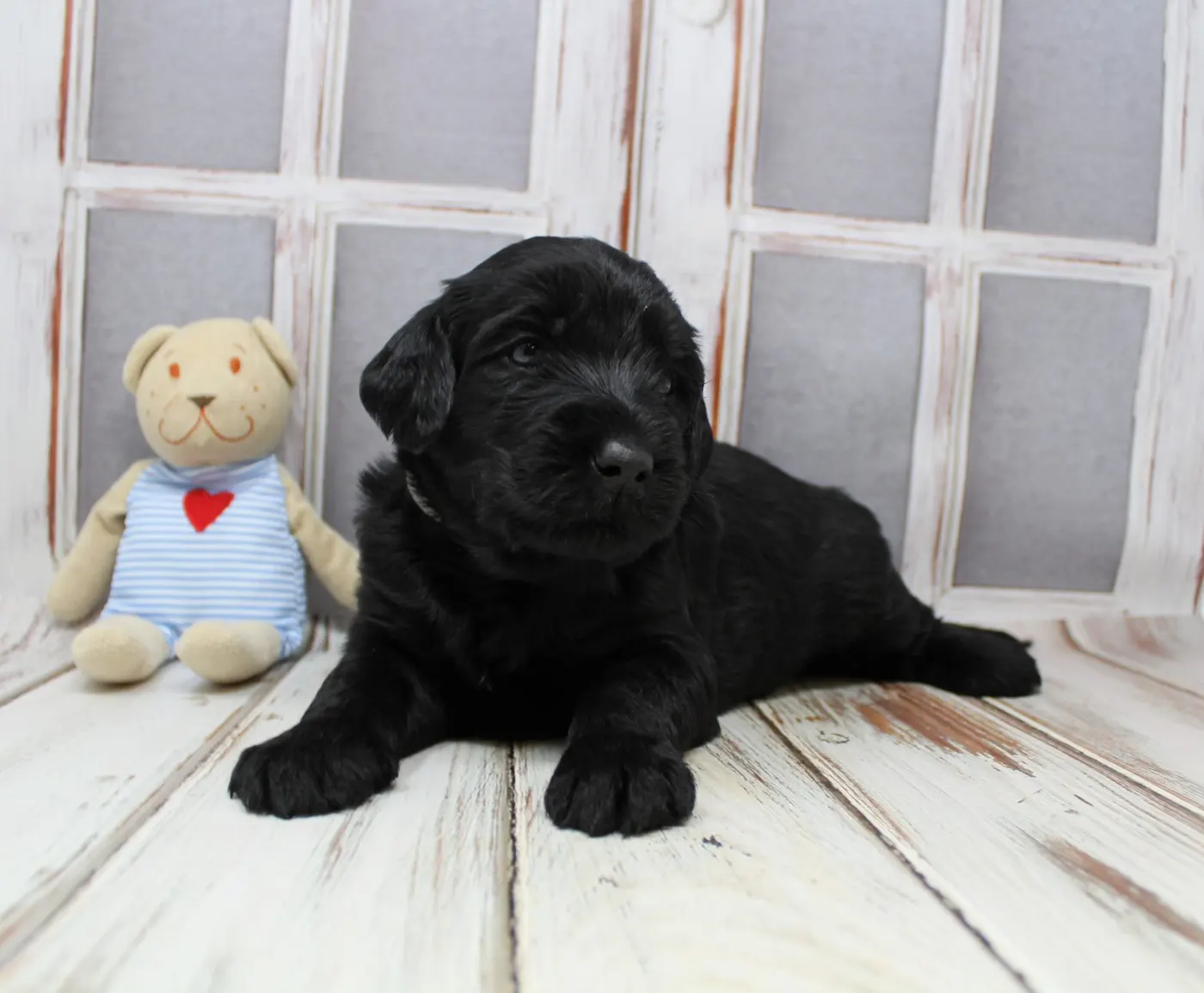 Gracie’s puppies are with their forever families