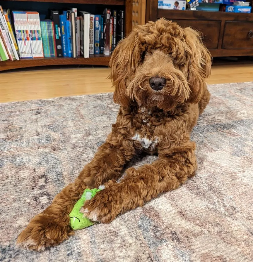 Testimonials about our labradoodle puppies