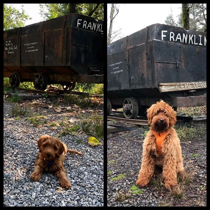 Portland Labradoodle breeders puppies available