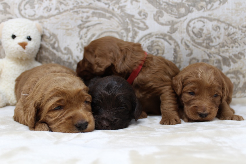 Puppy Culture Labradoodles