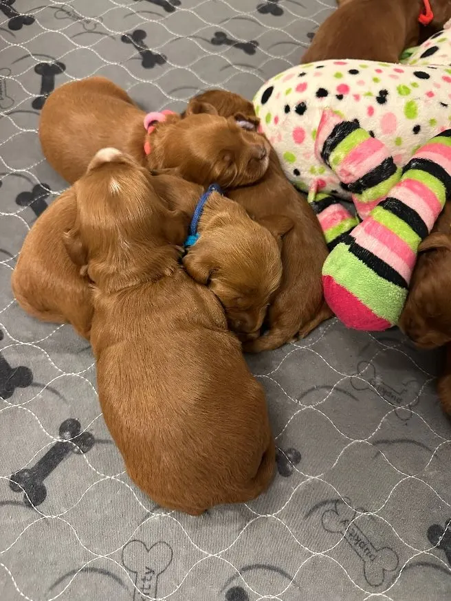 Mabel and Nelson's puppies are here!
