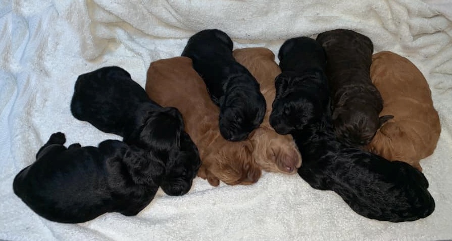Gracie’s puppies are with their forever families