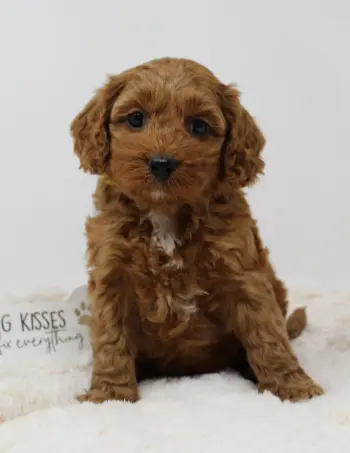 labradoodle puppies available best Oregon breeder