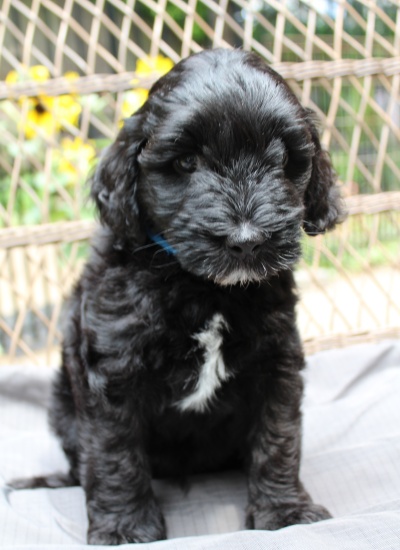 Seven weeks Kip