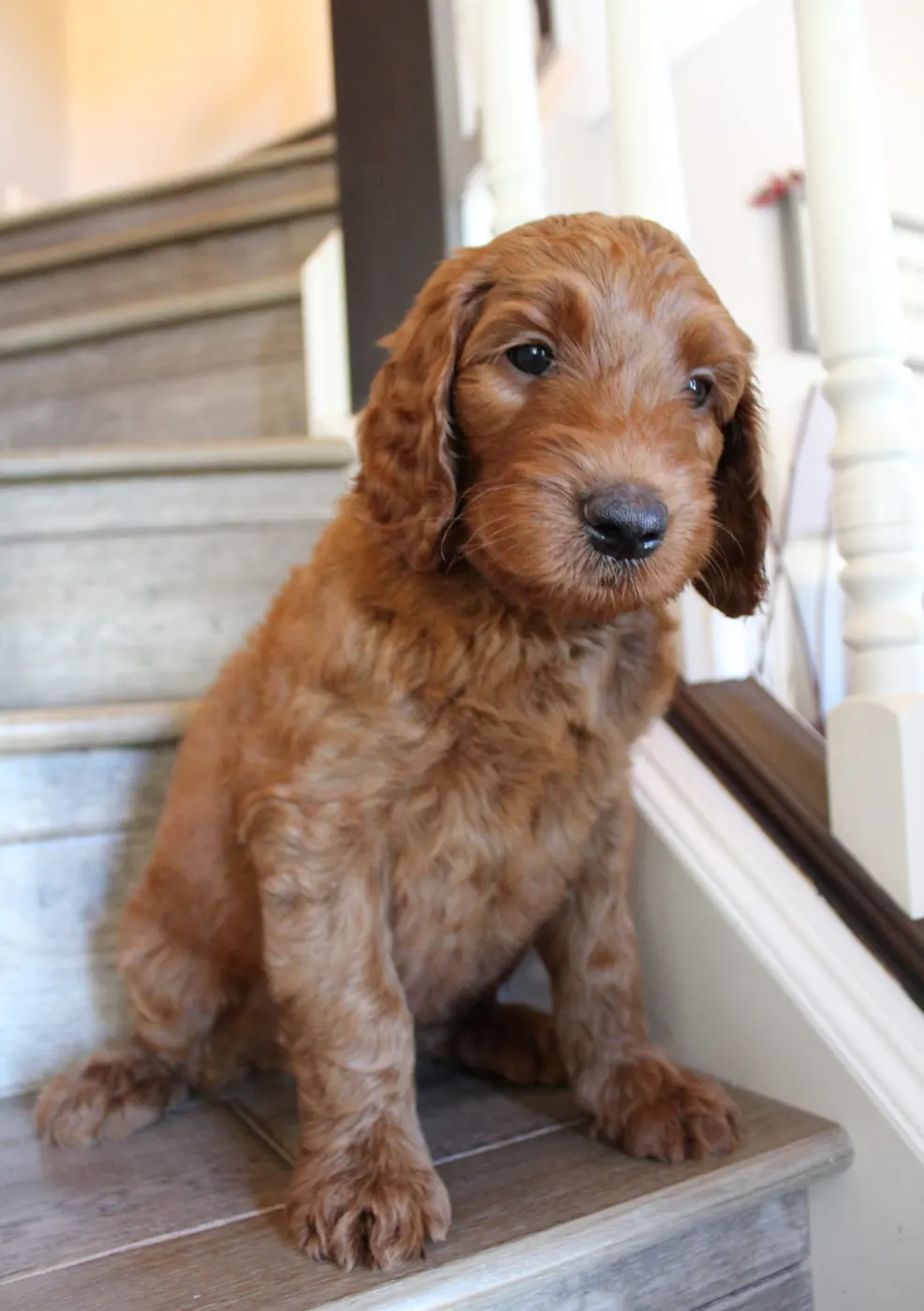 Bella and Gunner’s Bumble Bee puppies are home