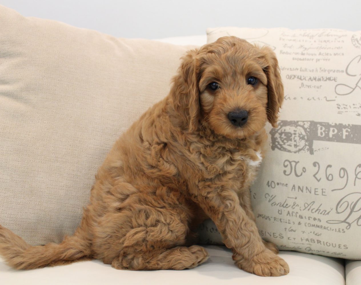 Vancounver Olympia Washington Portland Oregon labradoodles