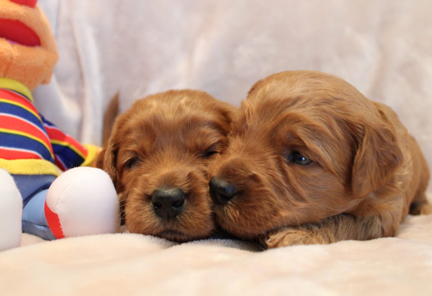 Salem Oregon labradoodle breeders