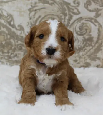 Three weeks Ally