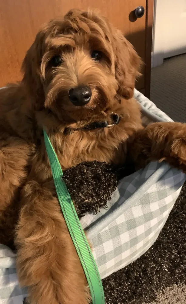 Nelson, a golden Labradoodle, resting in his bed at home with a green leash and a chew toy
