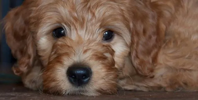 Labradoodle mini Oregon puppies, breeder near California and Idaho, standard puppies available.