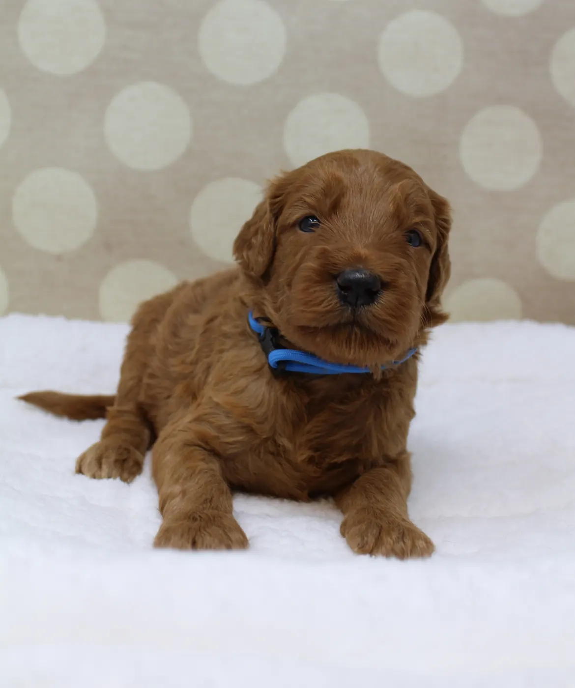 Bella and Gunner’s Bumble Bee puppies are home