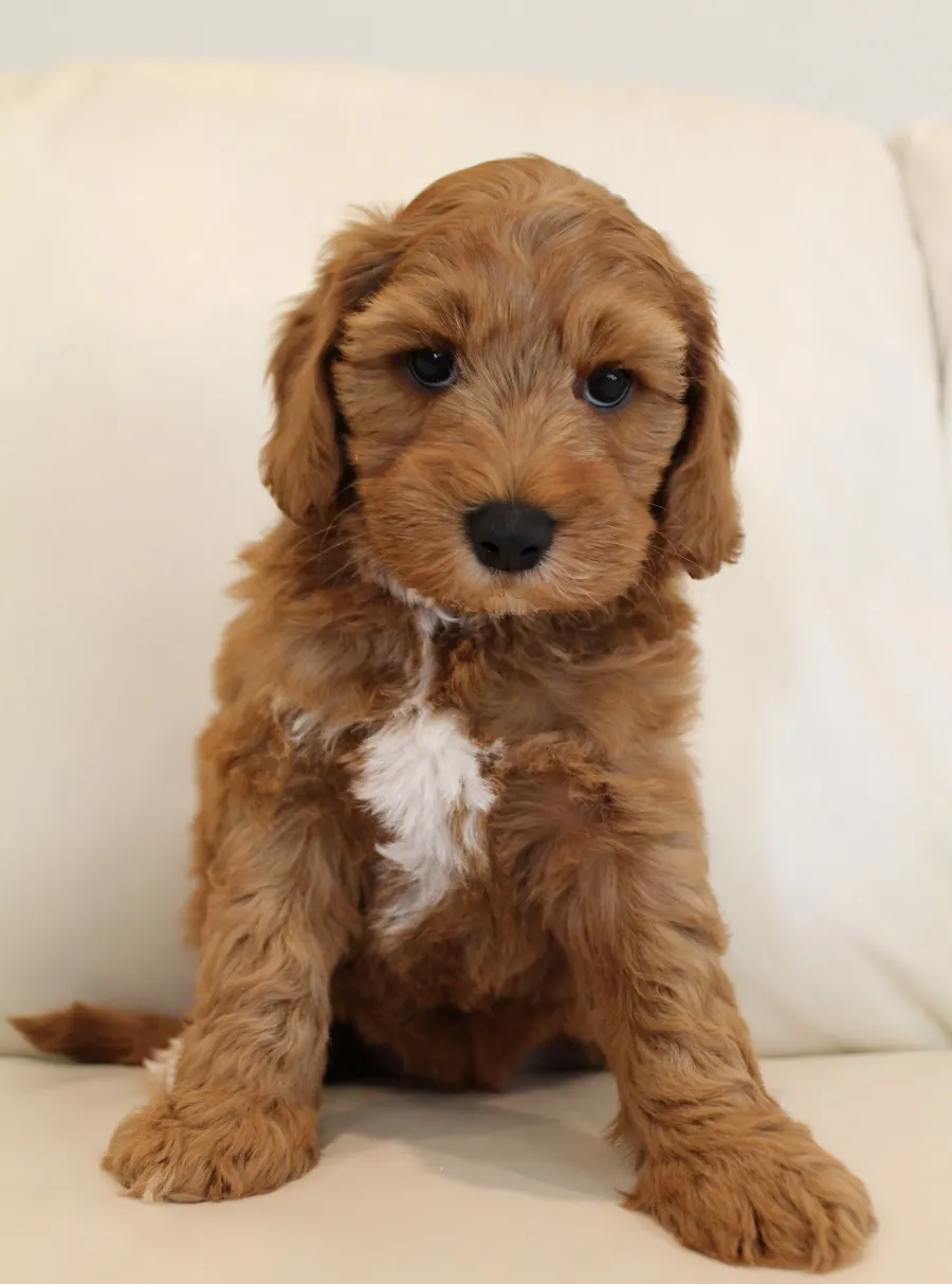 red mini labradoodles Puppy Culture breeder