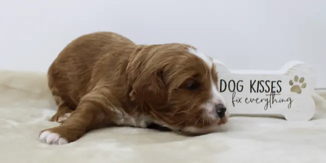 Two weeks Arthur 2