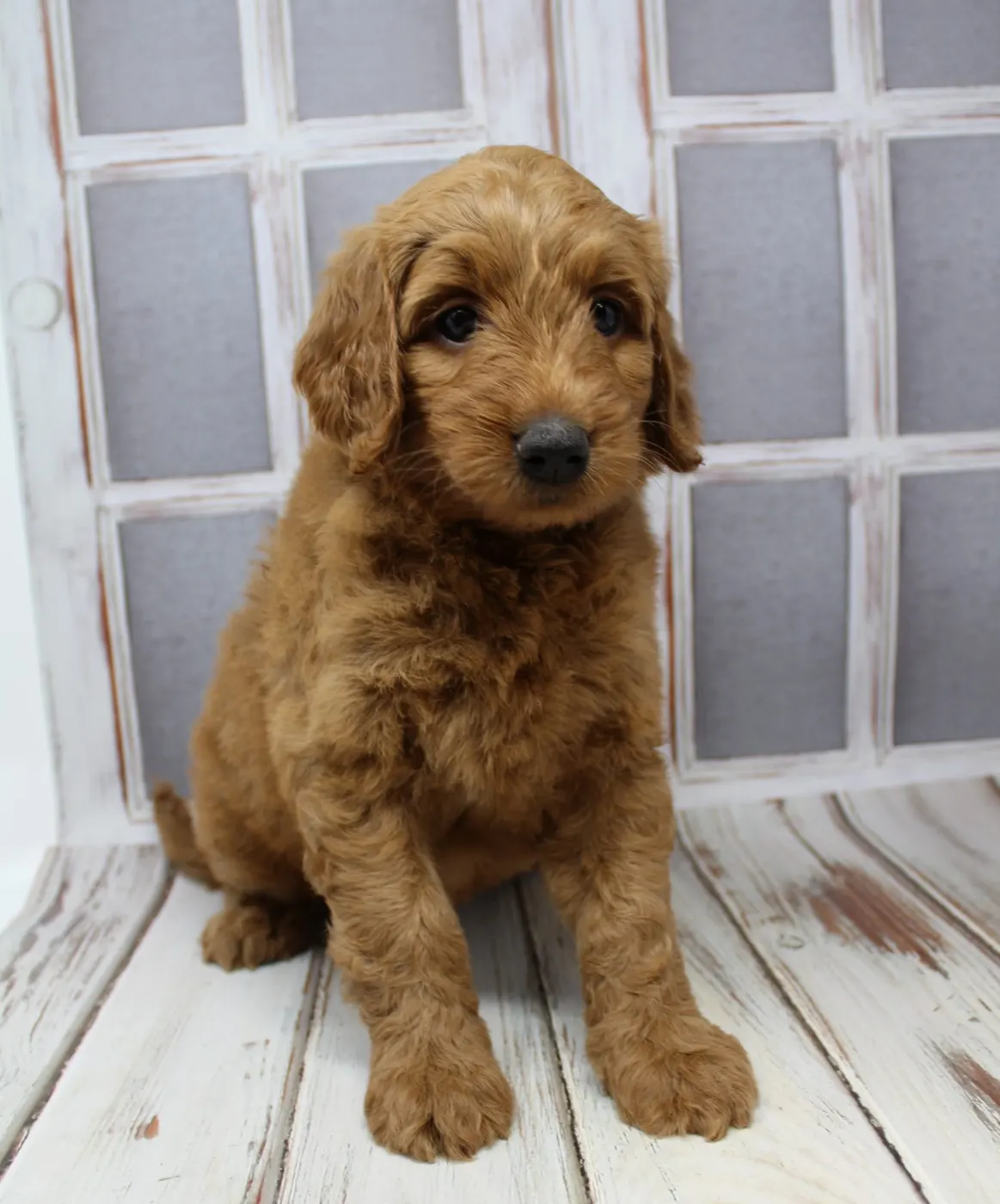 Bella and Gunner’s Bumble Bee puppies are home