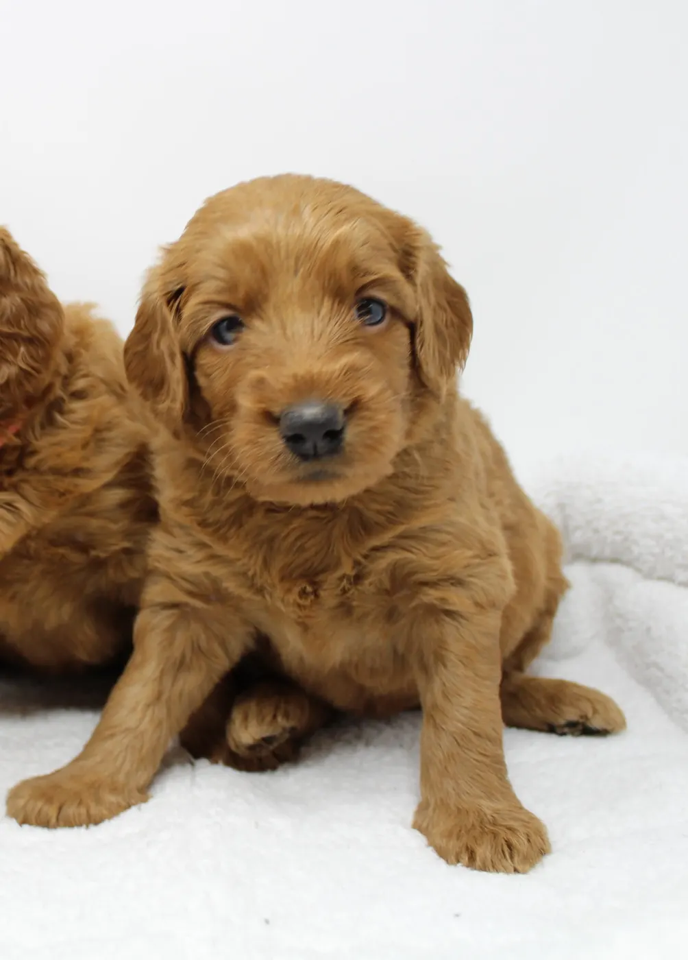 Bella and Gunner’s Bumble Bee puppies are home